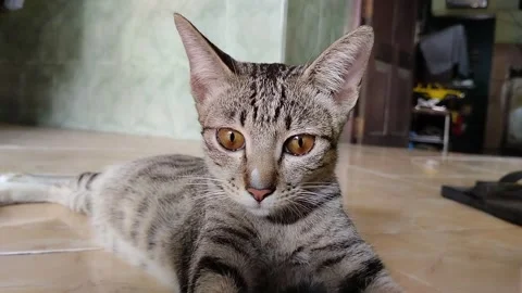 After eating 스톡 동영상 263800763