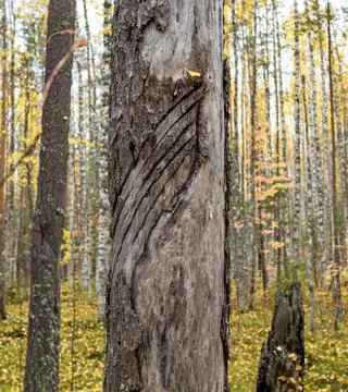 After-effects of use chemical method in forestry Foto stock