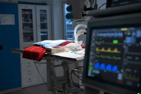 After the end of the operation in surgery, a cat lies on the table connected to Stock Photos