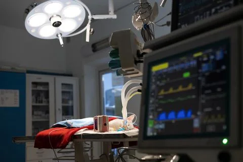 After the end of the operation in surgery, a cat lies on the table connected to Stock Photos