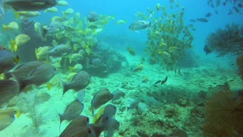 After exit swimthrough Bida Nai, PhiPhi Islands Stock Footage 139734103