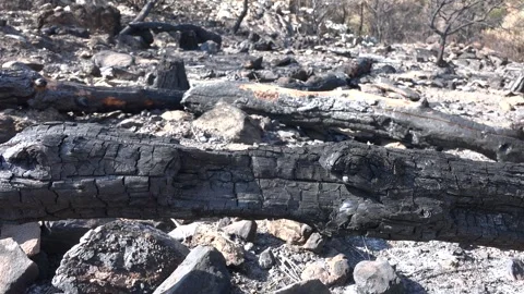 After fire, burnt ashes cover bush branches and tree - Forest Ruin and Disaster Stock Footage 339366731