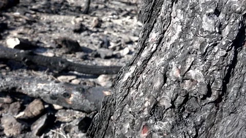 After fire, burnt ashes cover bush branches - Woodland Damage and Burned Trunks Stock Footage 339366773