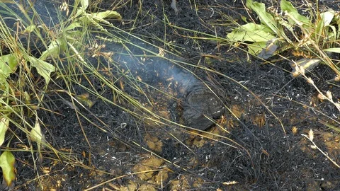 After a fire in the field, an unextinguished plot of plants Stock Footage 123575803