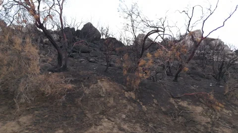 After the fire Vídeo Stock 345375612