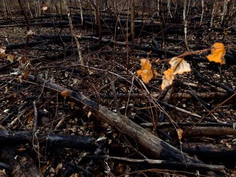 After a fire in the forest. Forest fire. 스톡 사진