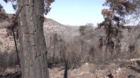 After fire forest, trees after they got burned. burnt trees Stock-Footage 162375233