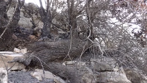 After fire forest, trees after they got burned. burnt trees Stock-Footage 162375650
