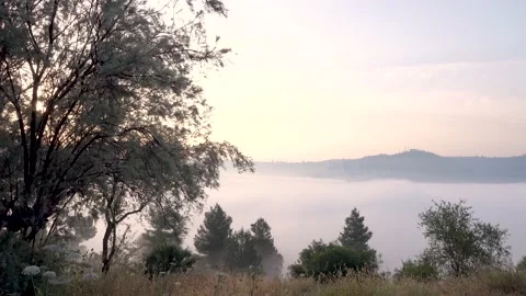 After fire forest, trees after they got burned. burnt trees Stock-Footage 162375707