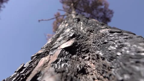 After fire forest, trees after they got burned. burnt trees Stock-Footage 162376391