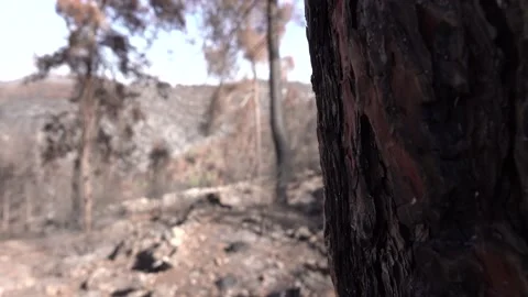 After fire forest, trees after they got burned. burnt trees Stock-Footage 162376446