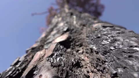 After fire forest, trees after they got burned. burnt trees Stock-Footage 162376465