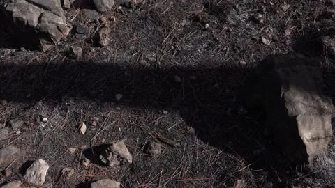 After fire forest, trees after they got burned. burnt trees Stock-Footage 162377254