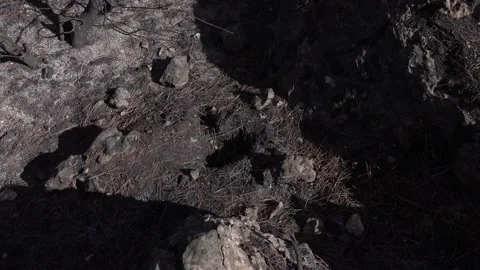 After fire forest, trees after they got burned. burnt trees Stock-Footage 162377630