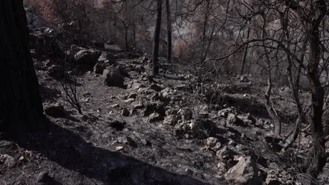 After fire forest, trees after they got burned. burnt trees Stock-Footage 162377680