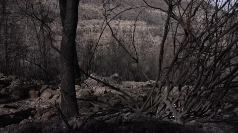 After fire forest, trees after they got burned. burnt trees Stock-Footage 162377682