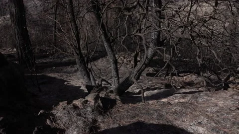 After fire forest, trees after they got burned. burnt trees Stock-Footage 162377826
