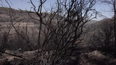 After fire forest, trees after they got burned. burnt trees Stock-Footage 162378389