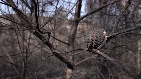 After fire forest, trees after they got burned. burnt trees Stock-Footage 162378813