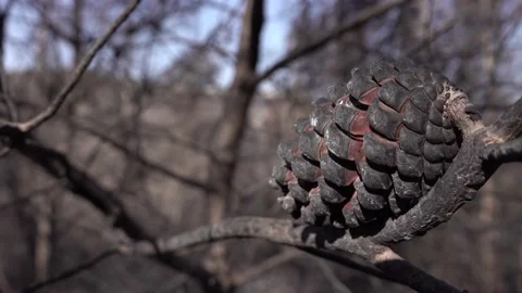After fire forest, trees after they got burned. burnt trees Stock-Footage 162378842