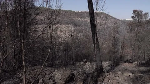 After fire forest, trees after they got burned. burnt trees Stock-Footage 162378843