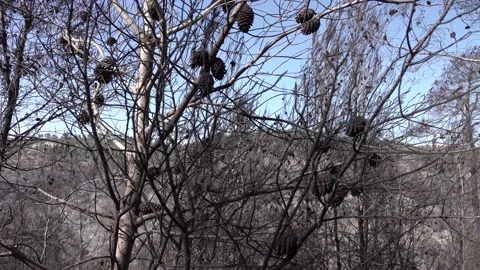 After fire forest, trees after they got burned. burnt trees Stock-Footage 162379509