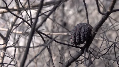 After fire forest, trees after they got burned. burnt trees Stock-Footage 162379578