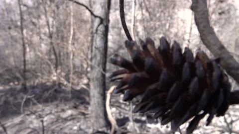 After fire forest, trees after they got burned. burnt trees Stock-Footage 162379743
