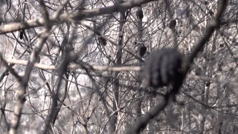 After fire forest, trees after they got burned. burnt trees Stock-Footage 162379934