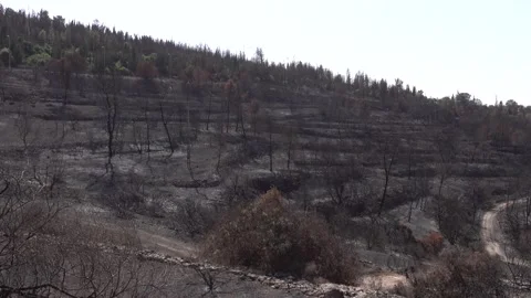 After fire forest, trees after they got burned. burnt trees Stock-Footage 162380477