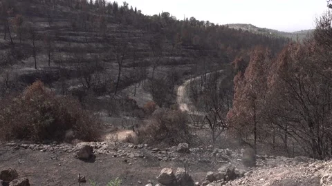 After fire forest, trees after they got burned. burnt trees Stock-Footage 162380649
