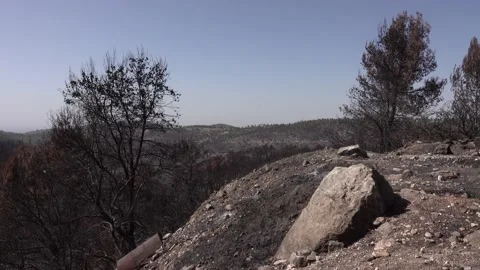 After fire forest, trees after they got burned. burnt trees Stock-Footage 162380663