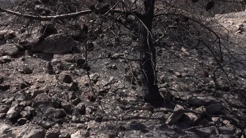 After fire forest, trees after they got burned. burnt trees Stock-Footage 162380789