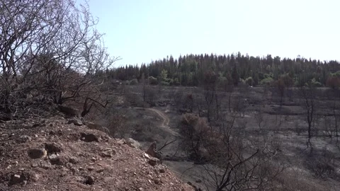 After fire forest, trees after they got burned. burnt trees Stock-Footage 162380935