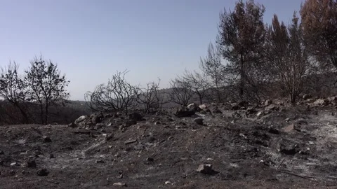 After fire forest, trees after they got burned. burnt trees Vidéo 162381702