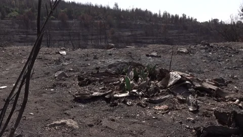 After fire forest, trees after they got burned. burnt trees Vidéo 162382001