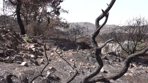 After fire forest, trees after they got burned. burnt trees Vidéo 162382823