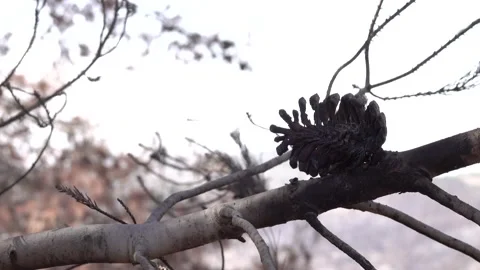 After fire forest, trees after they got burned. burnt trees Vidéo 162382874