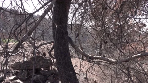 After fire forest, trees after they got burned. burnt trees Vidéo 162382890