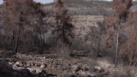 After fire forest, trees after they got burned. burnt trees Vidéo 162383041