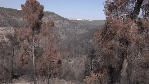 After fire forest, trees after they got burned. burnt trees Vidéo 162383816