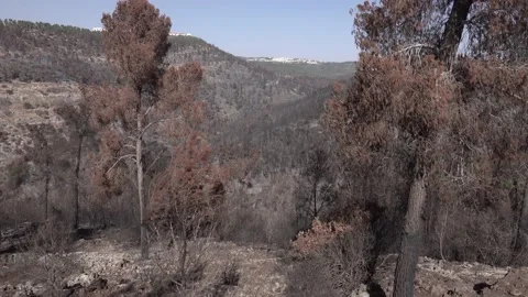 After fire forest, trees after they got burned. burnt trees Vidéo 162383848