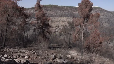 After fire forest, trees after they got burned. burnt trees Vidéo 162384398