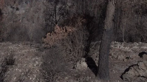 After fire forest, trees after they got burned. burnt trees Vidéo 162384831