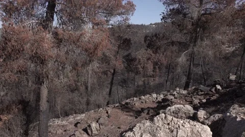 After fire forest, trees after they got burned. burnt trees Vidéo 162385032