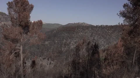 After fire forest, trees after they got burned. burnt trees 스톡 동영상 162385230