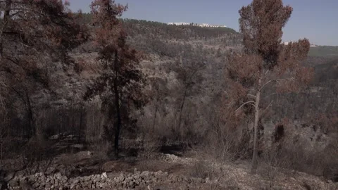 After fire forest, trees after they got burned. burnt trees Vidéo 162385564