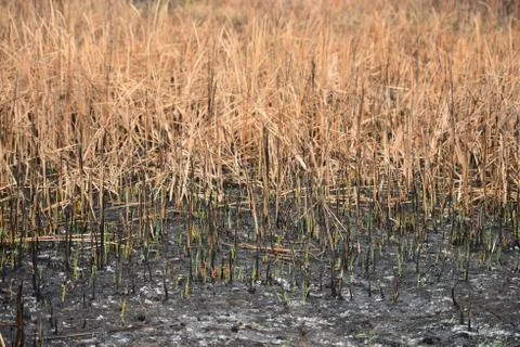 After fire Stock-Fotos