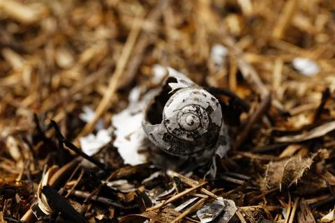 After the Fire Stock Photos