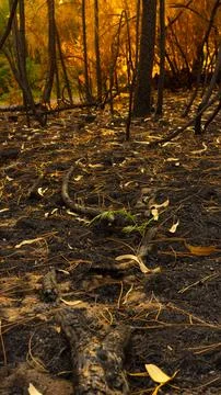 After the fire Stock Photos